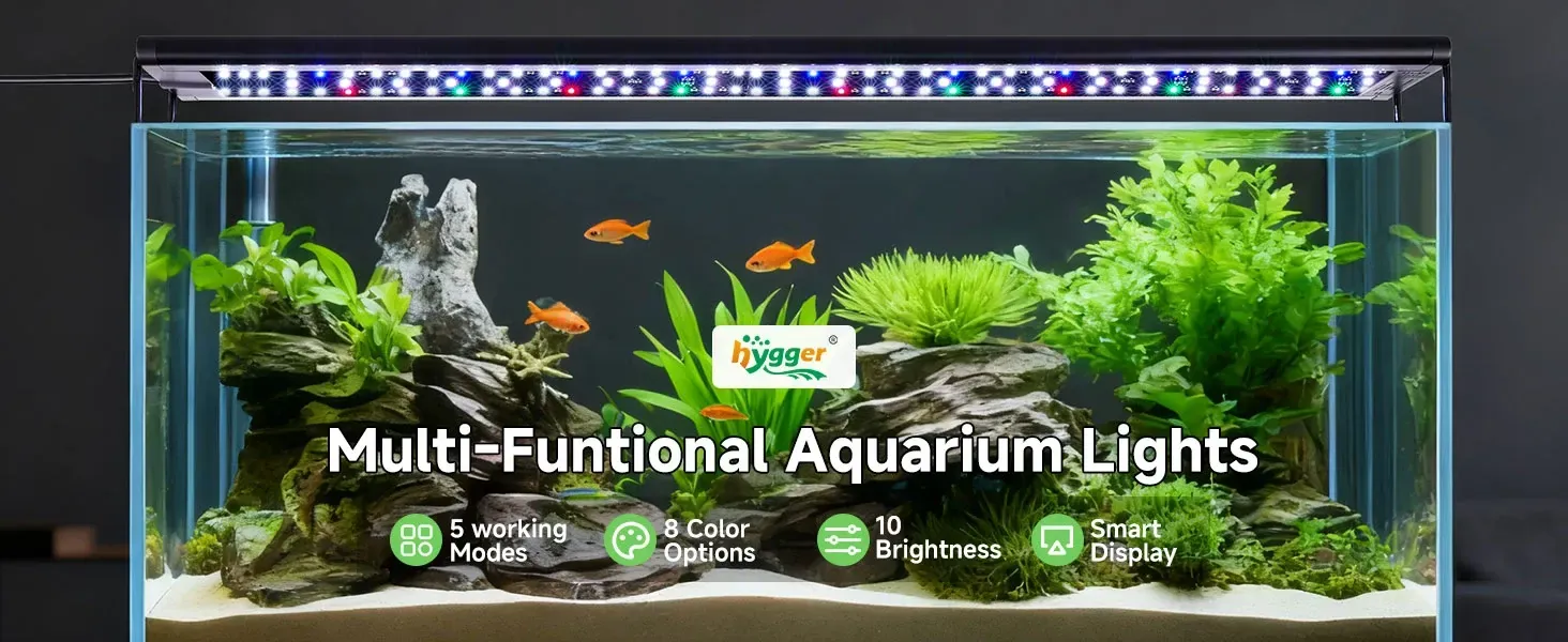 Create the Perfect Environment for Your Fish